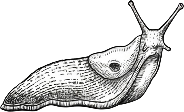 Banana slug