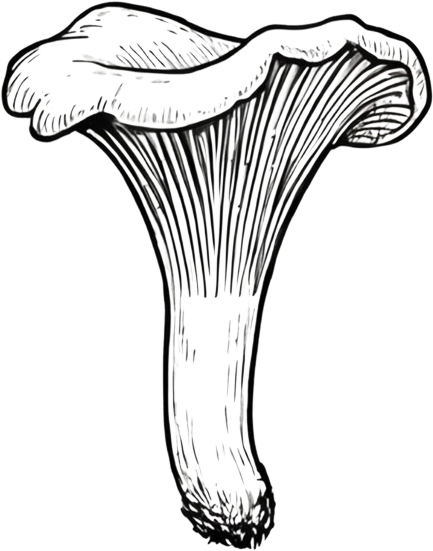 Chanterelle mushroom