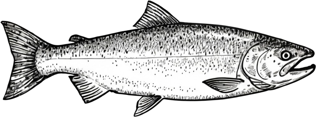 Chinook salmon