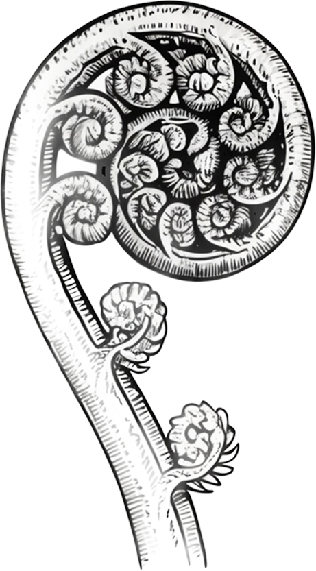 Fern fiddlehead unfurling