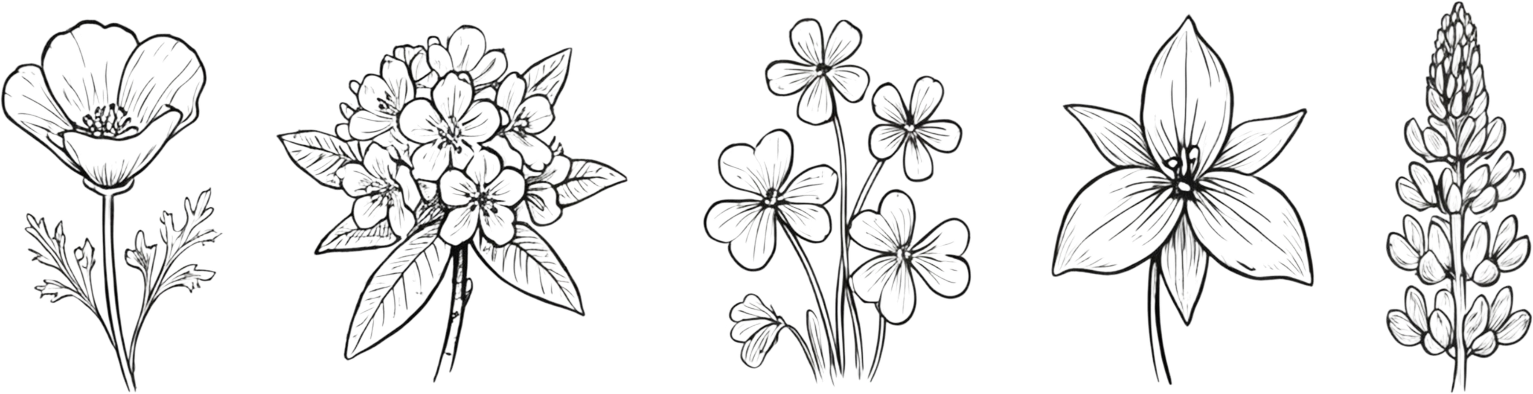Five wildflower specimens