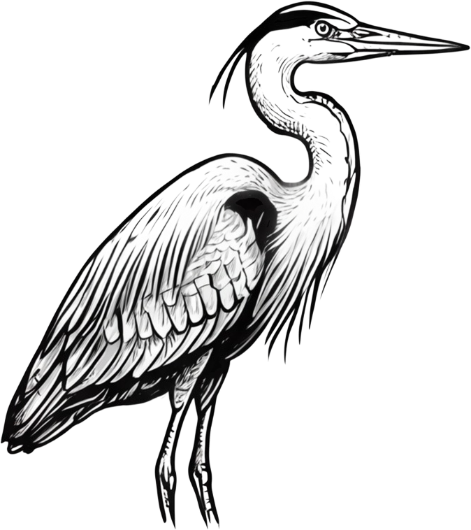 Great blue heron