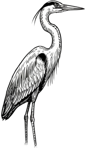 Great blue heron