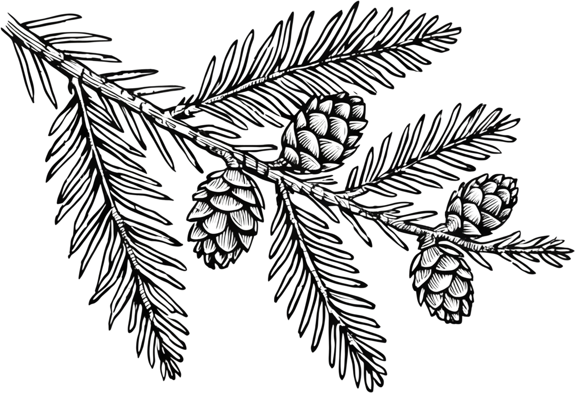 Coast redwood branch with cones