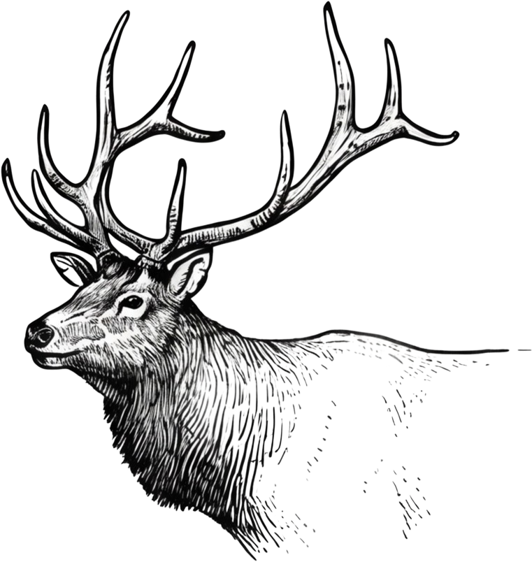 Roosevelt elk
